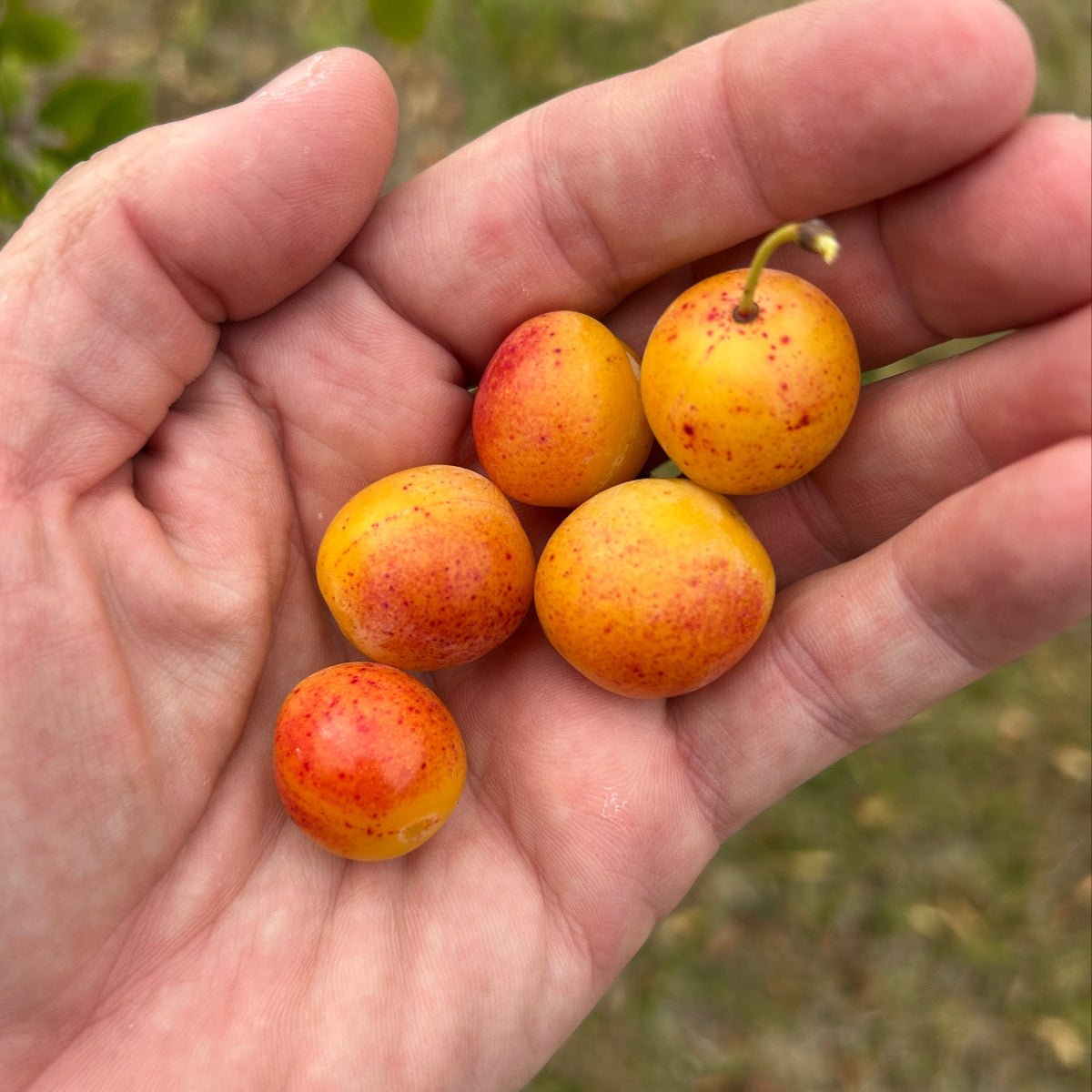 Mirabelle Plum Scionwood - Dingdong's Garden