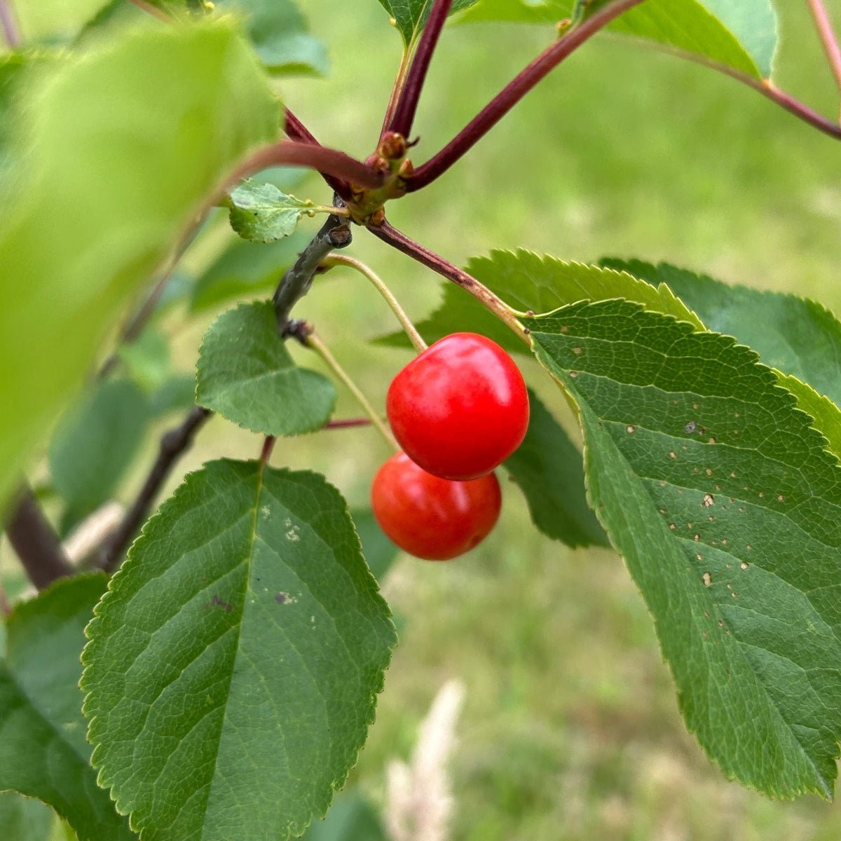 Montmorency Pie Cherry Scionwood - Dingdong's Garden