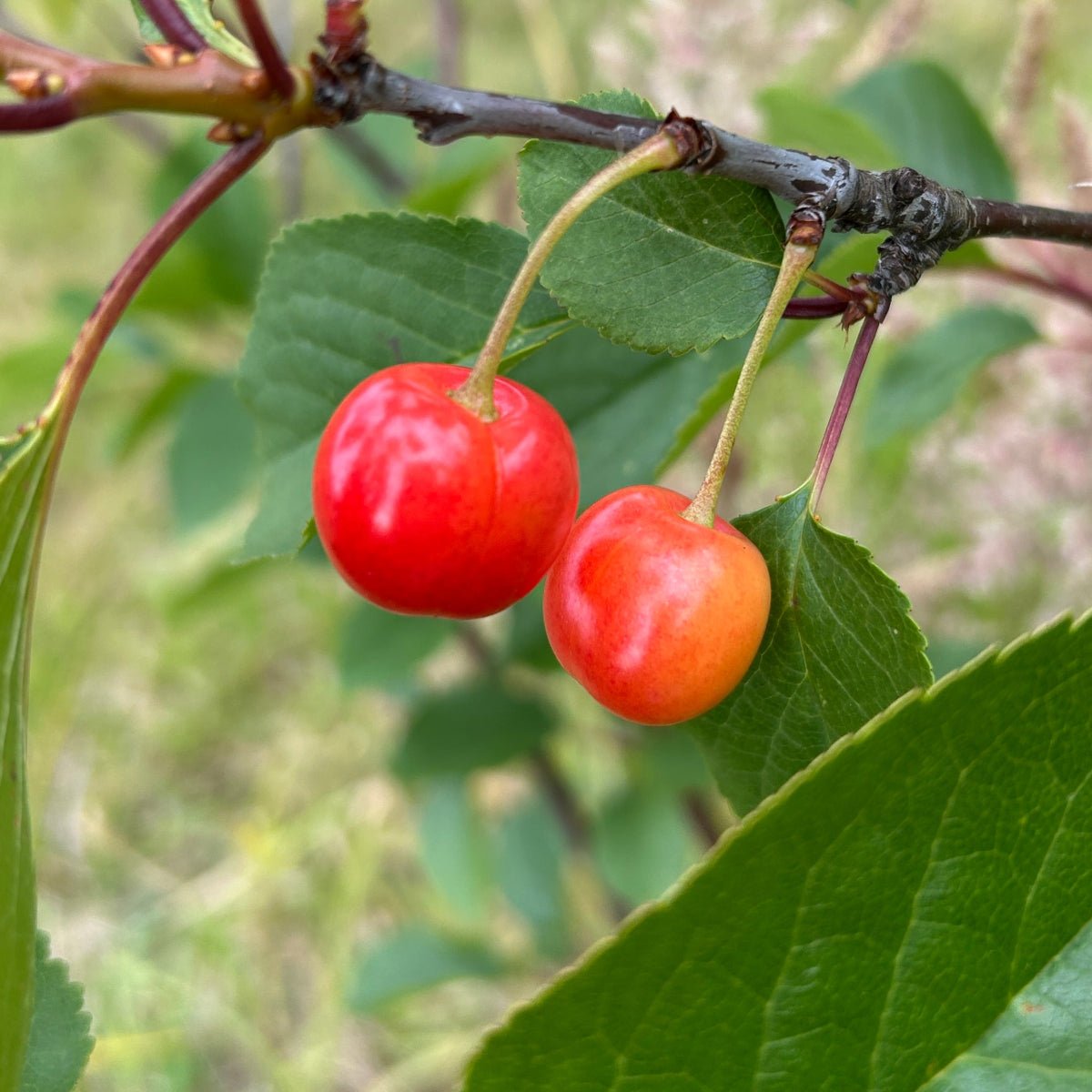 Montmorency Pie Cherry Scionwood - Dingdong's Garden