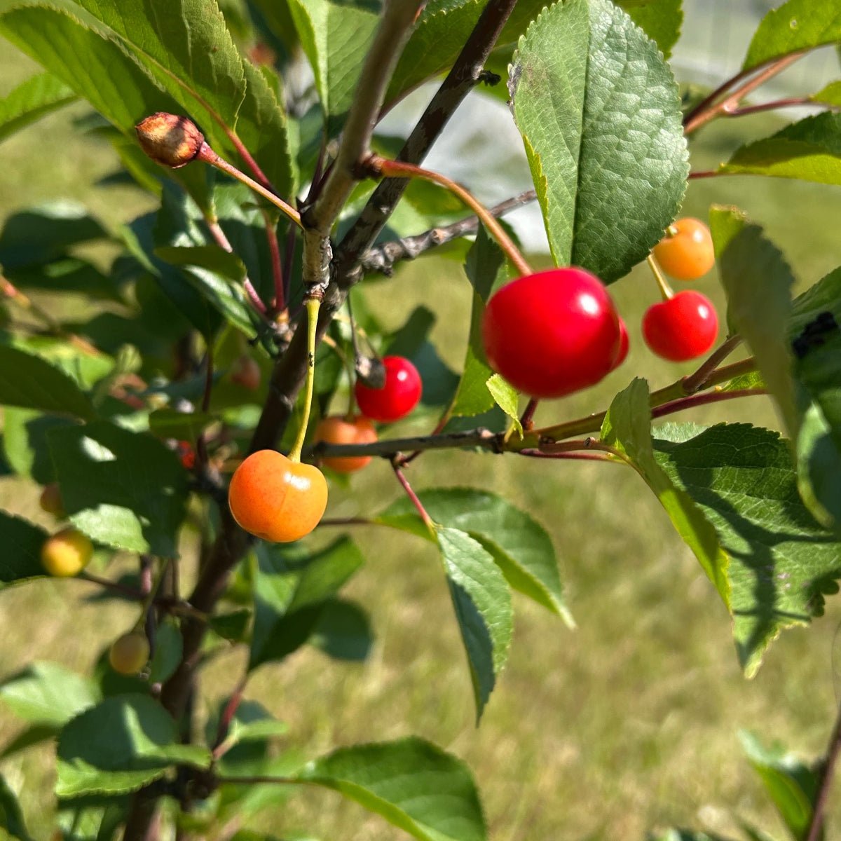 Montmorency Pie Cherry Scionwood - Dingdong's Garden