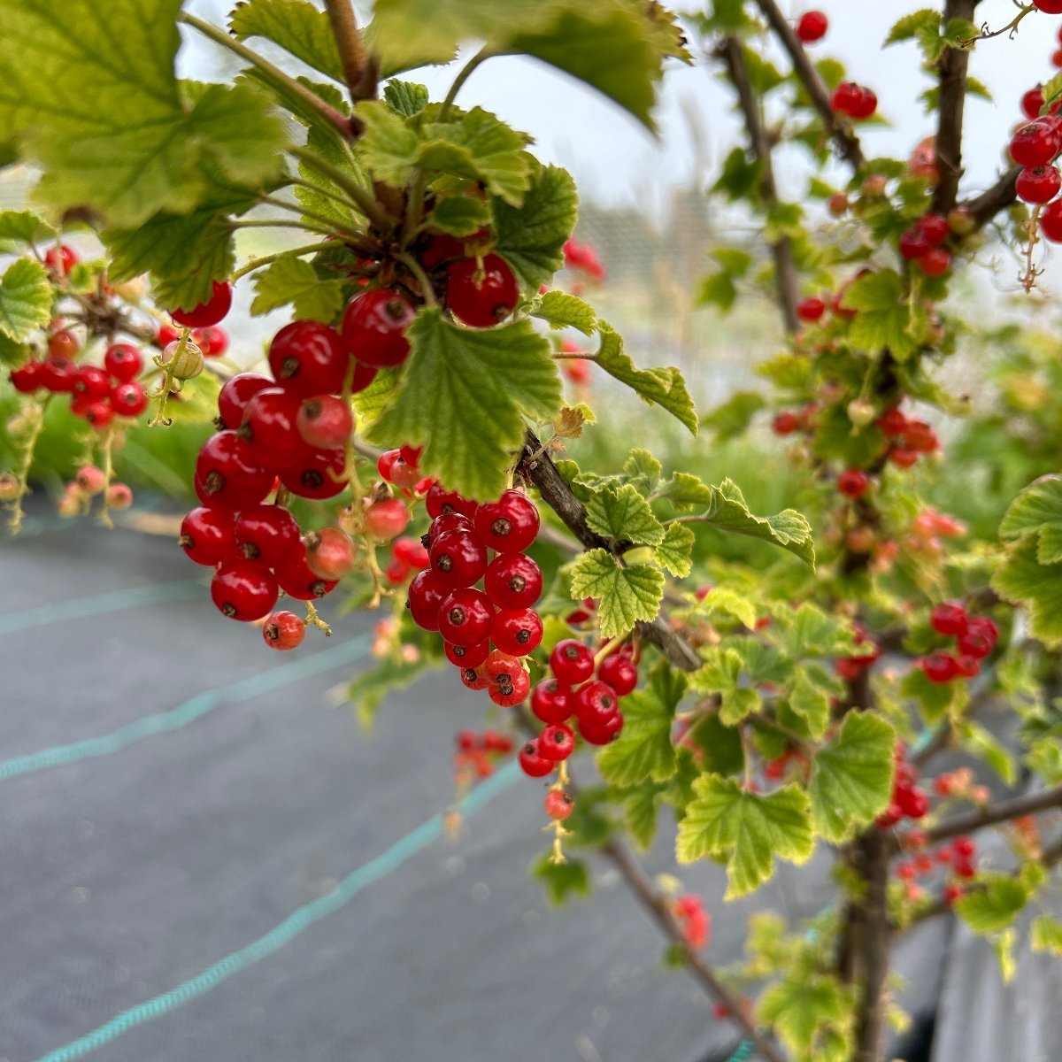 Mulka Red Currant Cutting - Dingdong's Garden