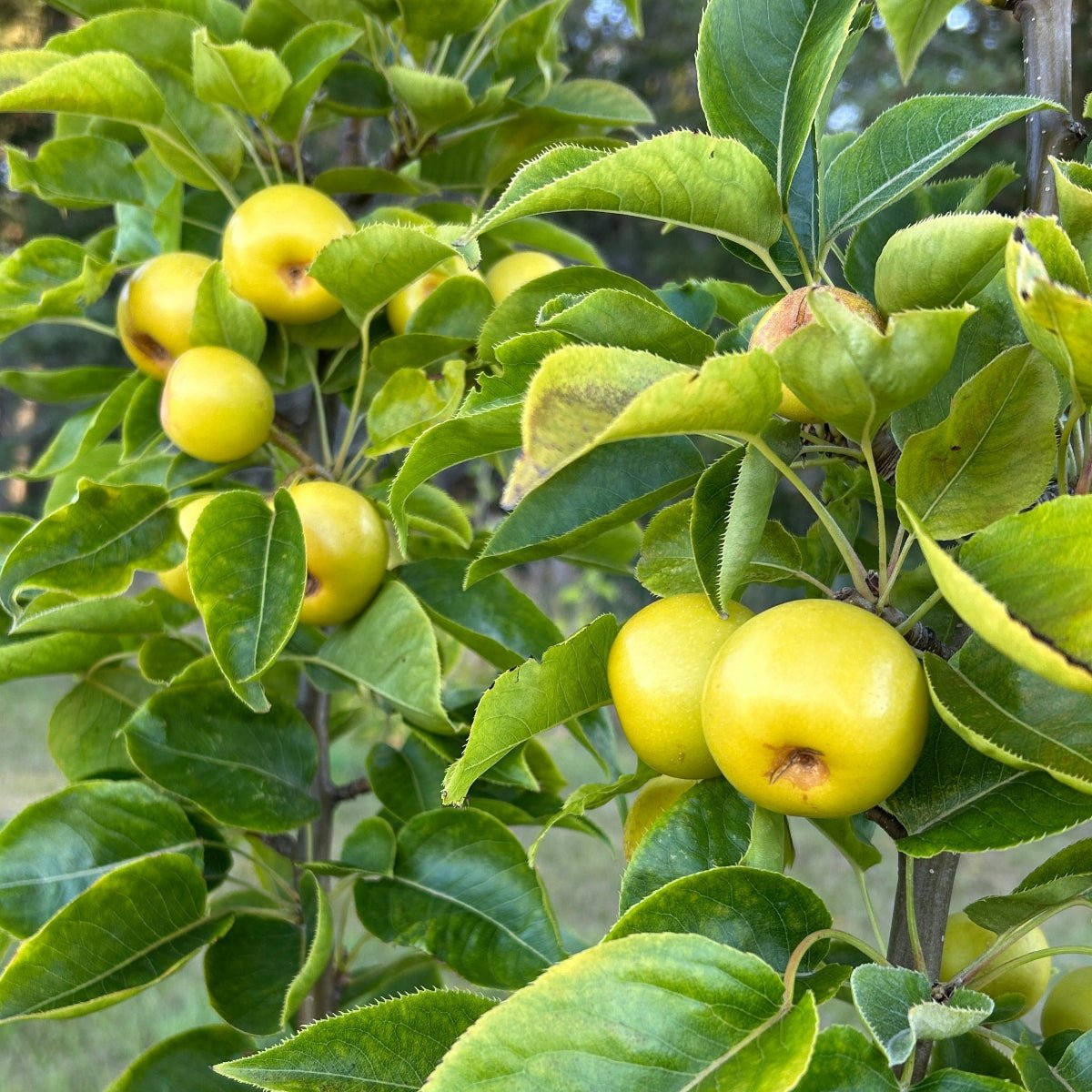 Nijiseiki Pear Scionwood - Dingdong's Garden