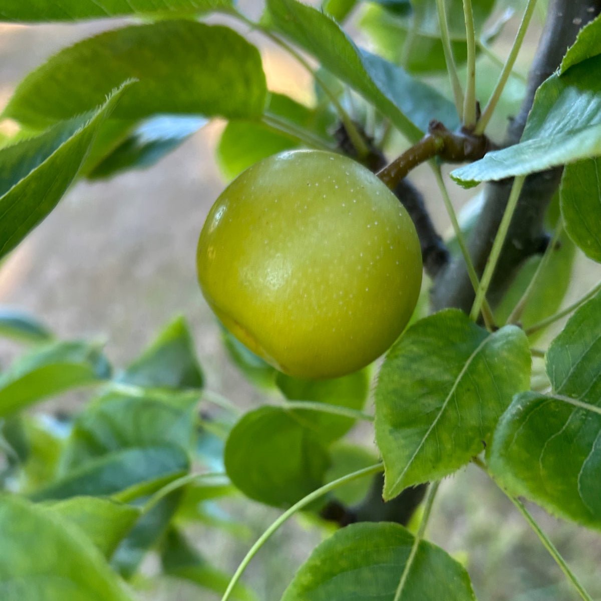 Nijiseiki Pear Scionwood - Dingdong's Garden