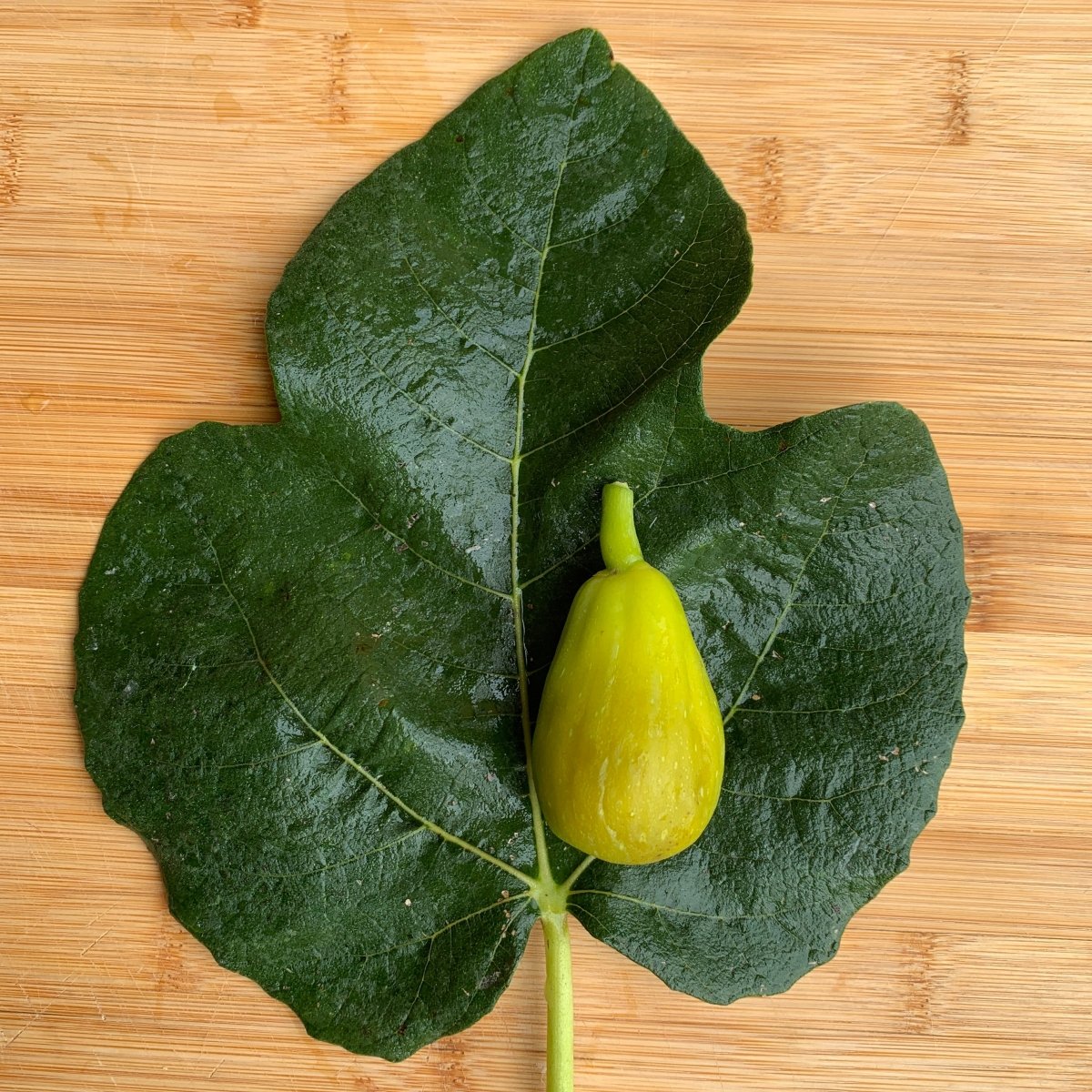 Norman's Yellow Fig Cutting - Dingdong's Garden