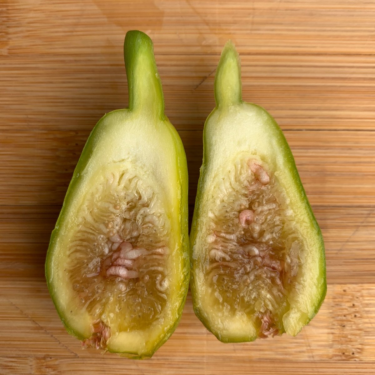 Norman's Yellow Fig Cutting - Dingdong's Garden