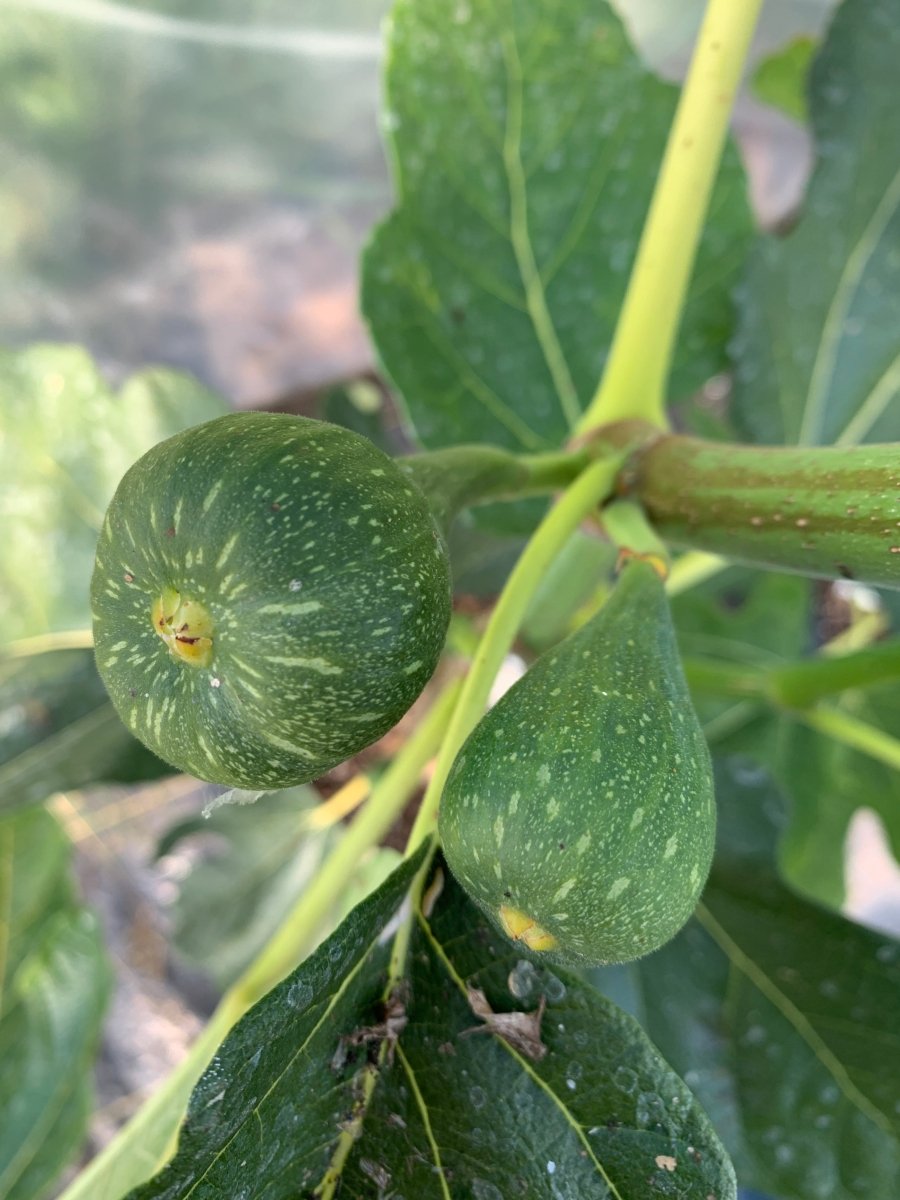 Norman's Yellow Fig Cutting - Dingdong's Garden