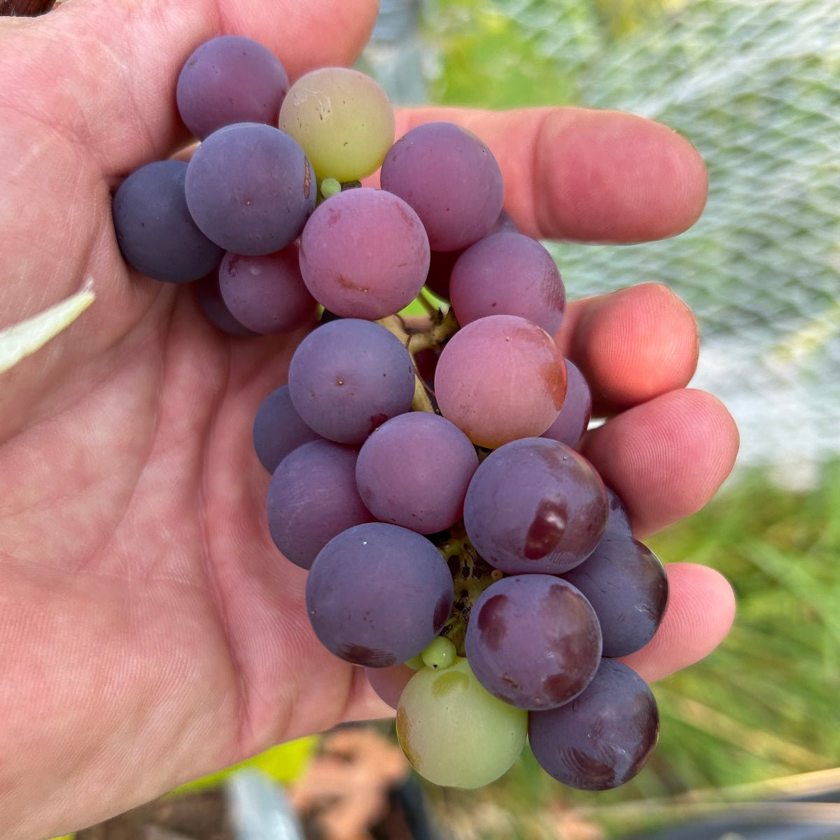 NY Muscat Table Grape Cutting - Dingdong's Garden