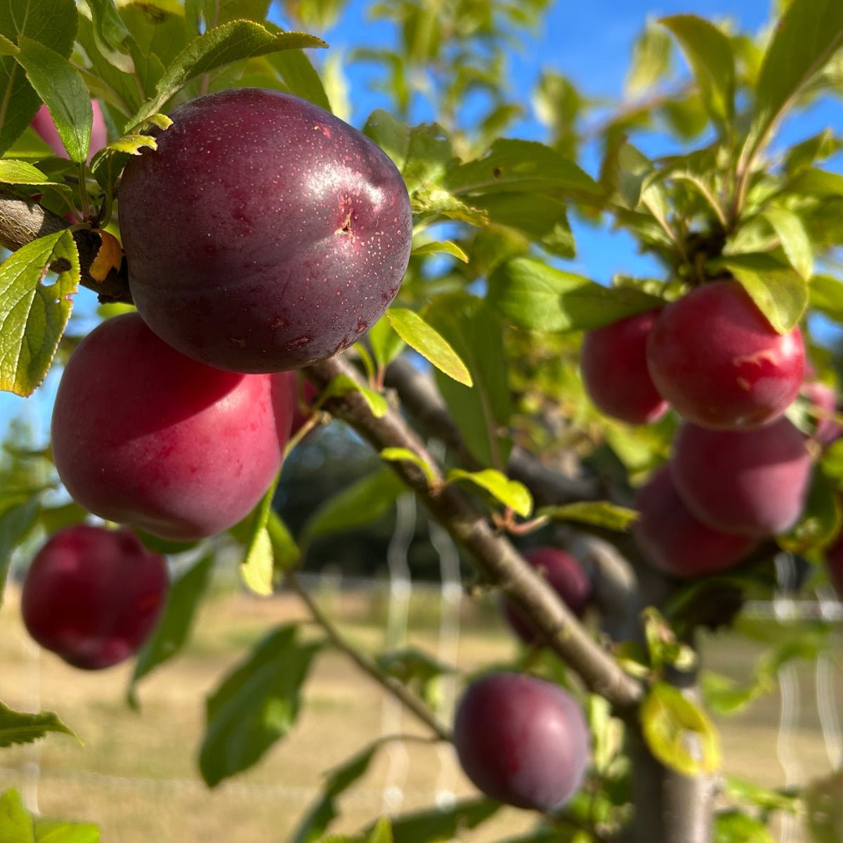 Obilnaja Plum Scionwood - Dingdong's Garden