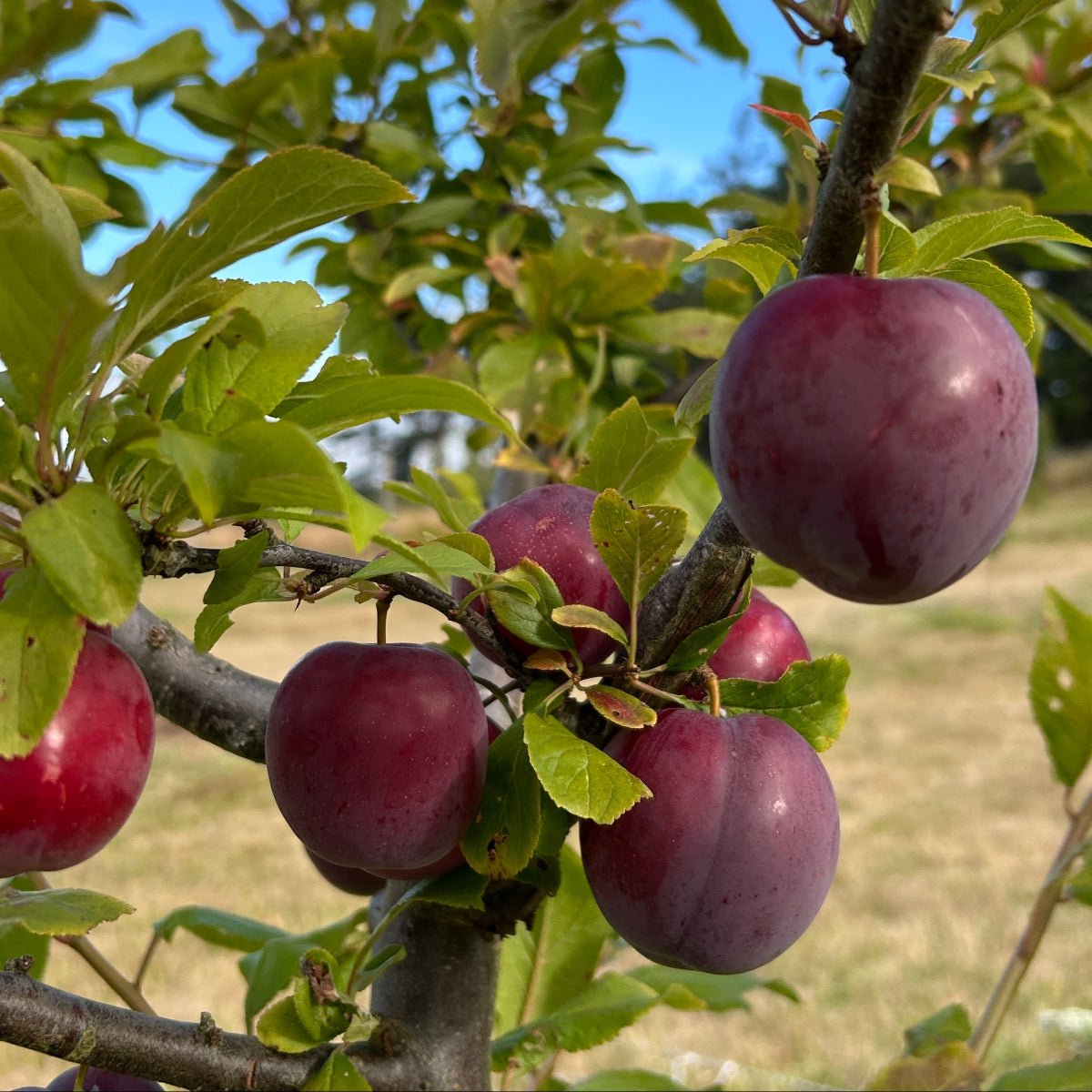 Obilnaja Plum Scionwood - Dingdong's Garden