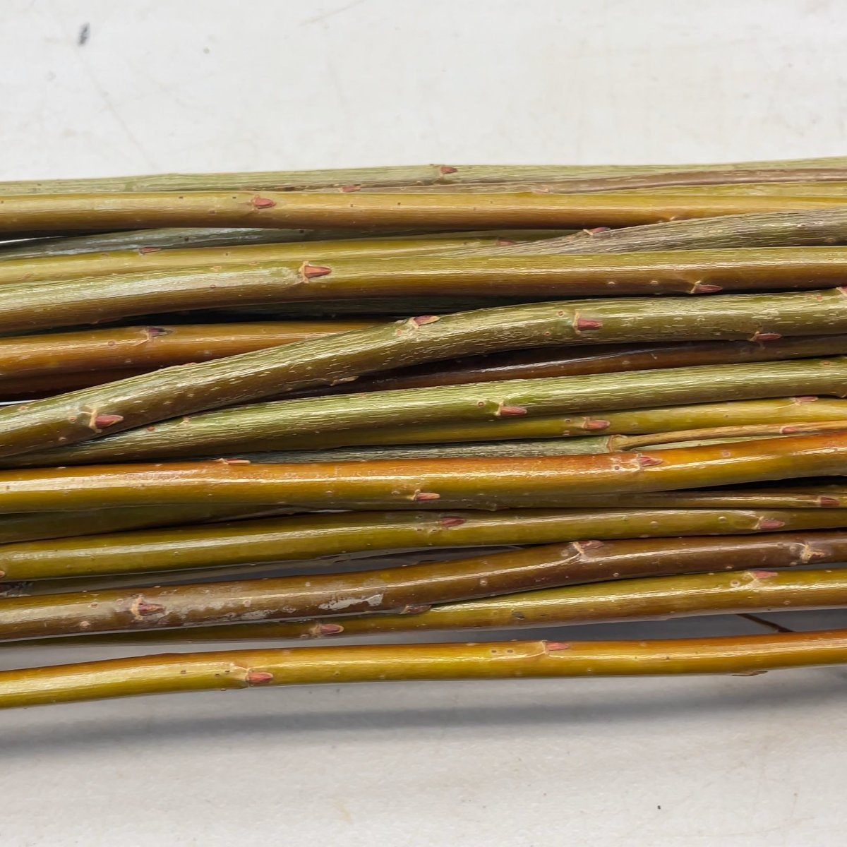 Oka Willow Cutting - Dingdong's Garden