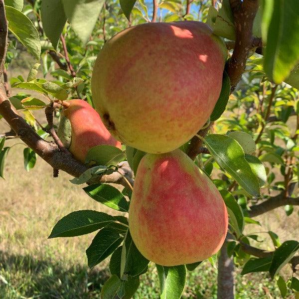 Orcas Pear Scionwood - Dingdong's Garden