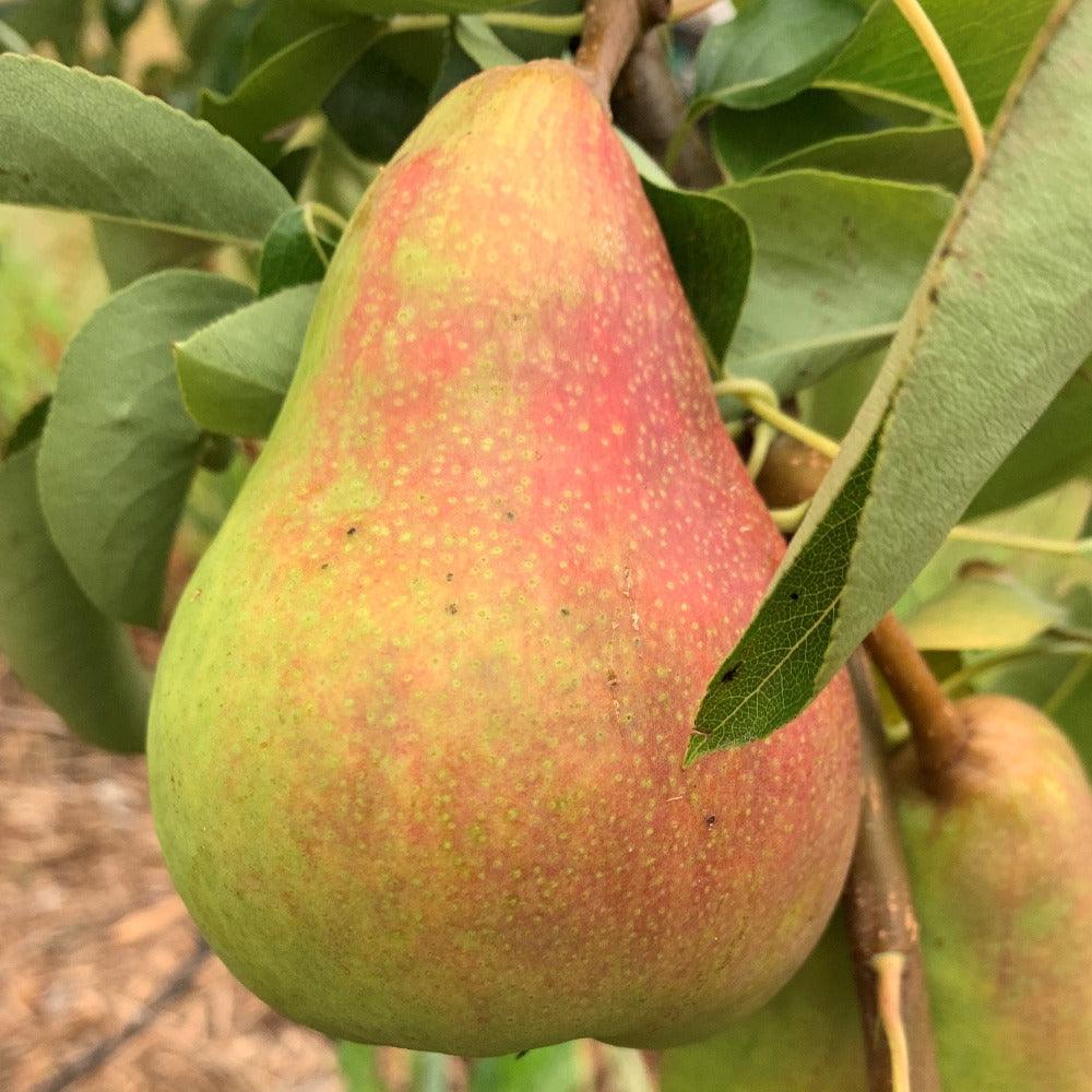 Orcas Pear Scionwood - Dingdong's Garden