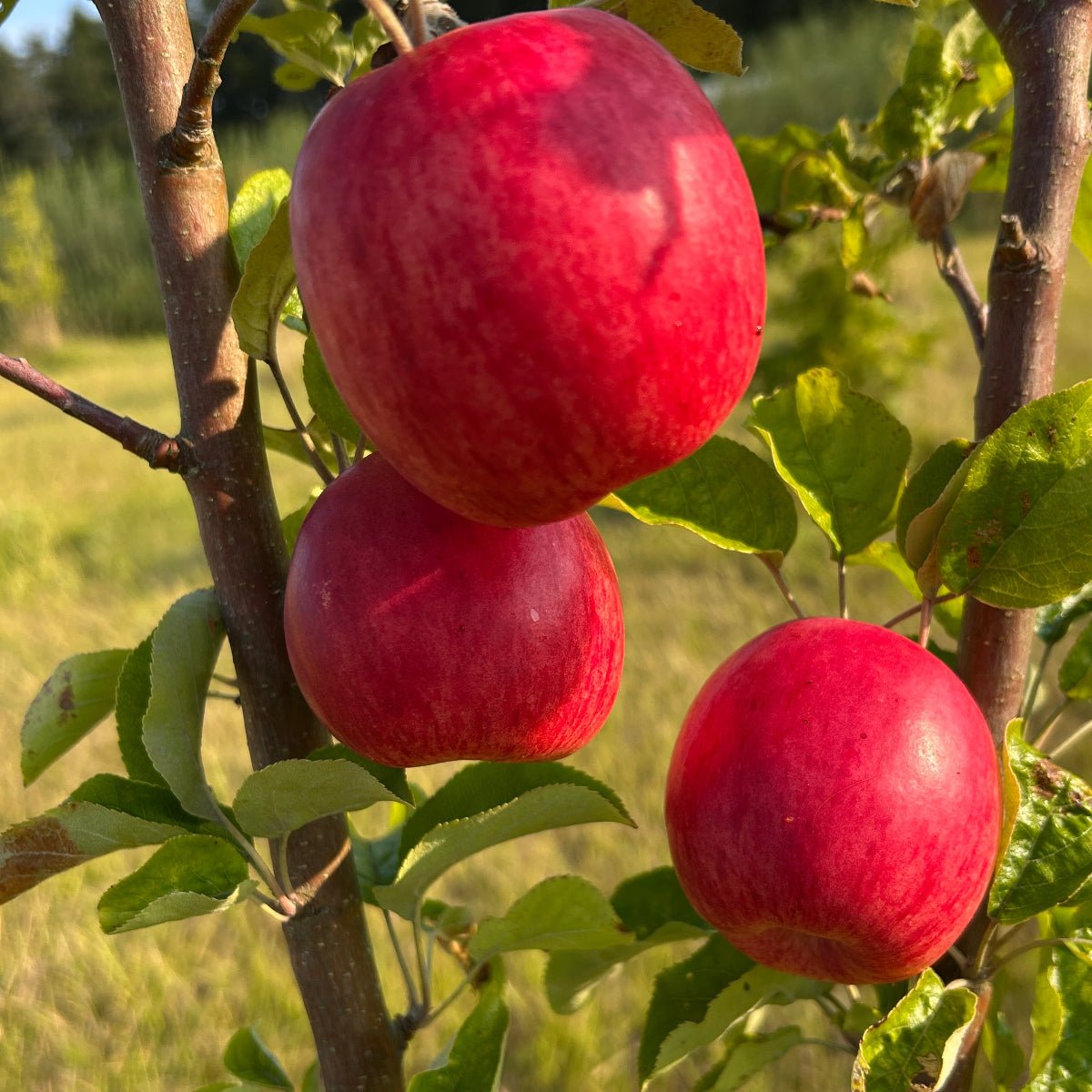 Oriole Apple Scionwood - Dingdong's Garden