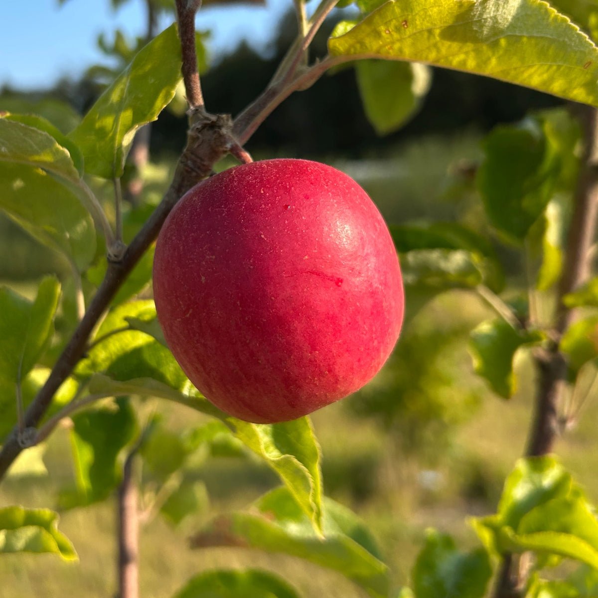Oriole Apple Scionwood - Dingdong's Garden