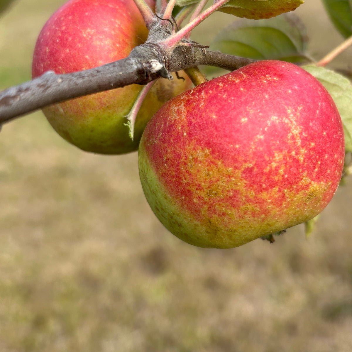 Orleans Reinette Apple Scionwood - Dingdong's Garden