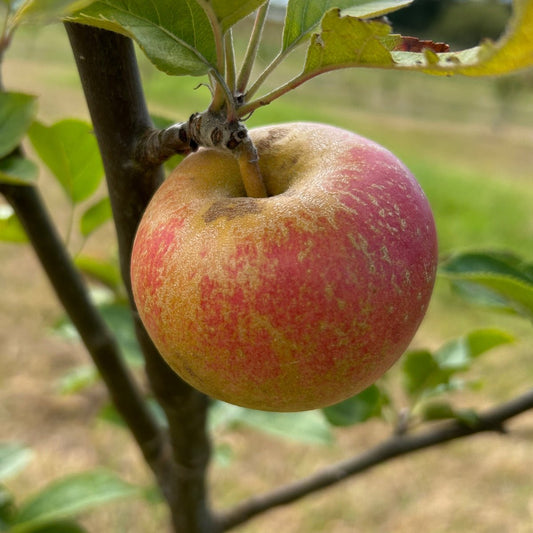 Orleans Reinette Apple Scionwood - Dingdong's Garden