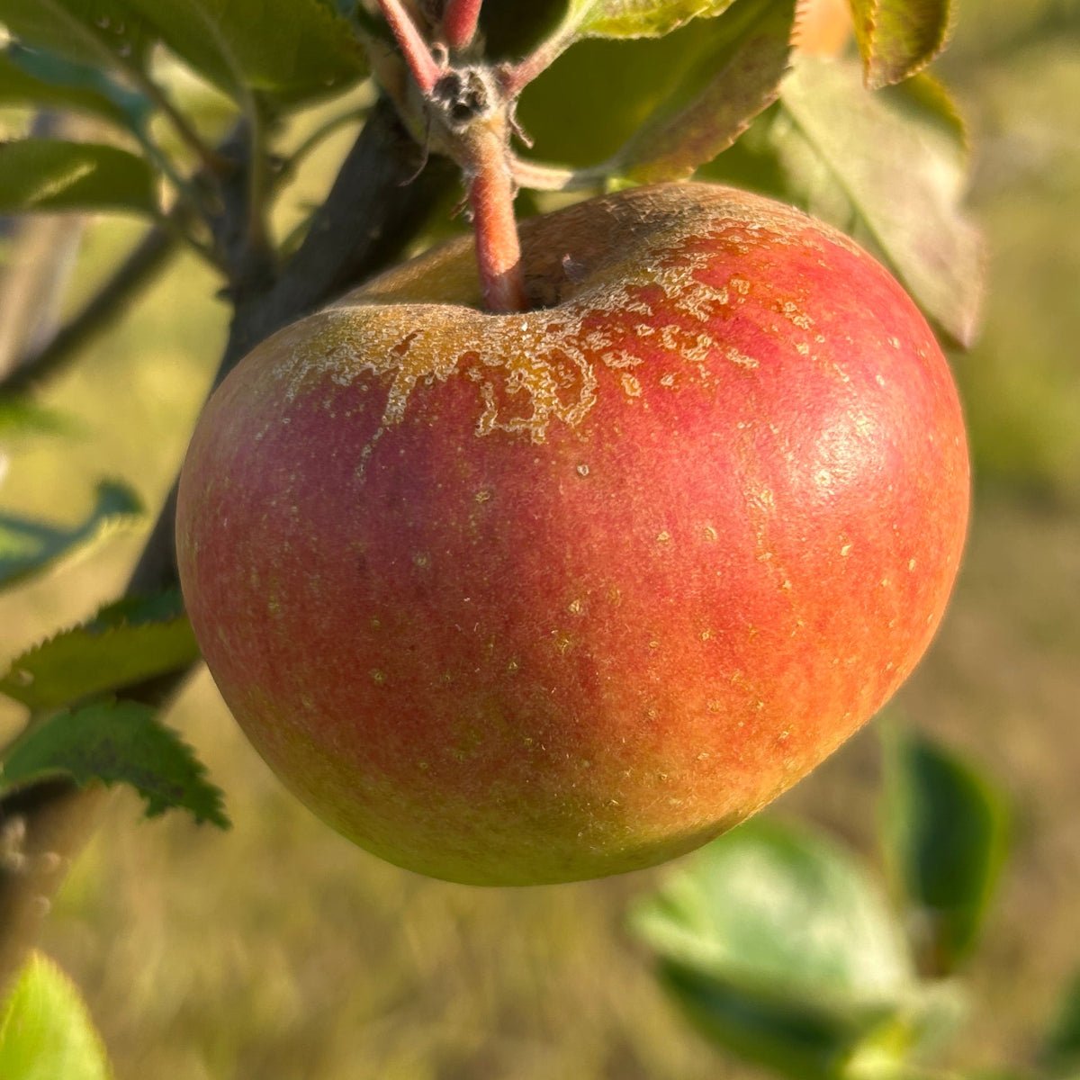 Orleans Reinette Apple Scionwood - Dingdong's Garden