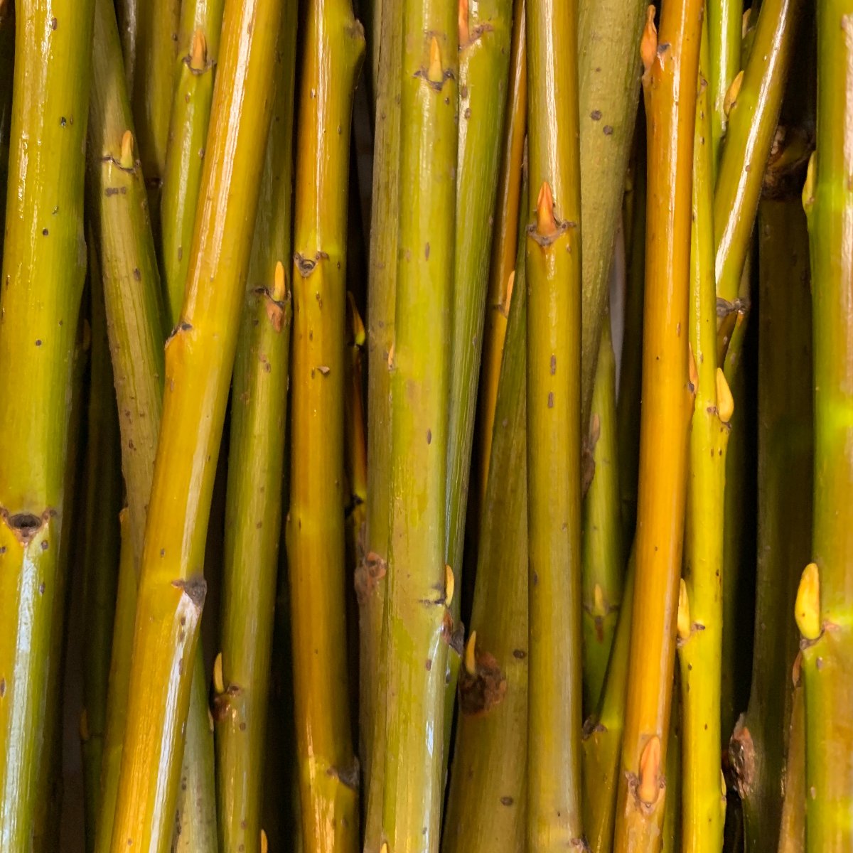Pacific, Shining, Red, Whiplash Willow Cutting