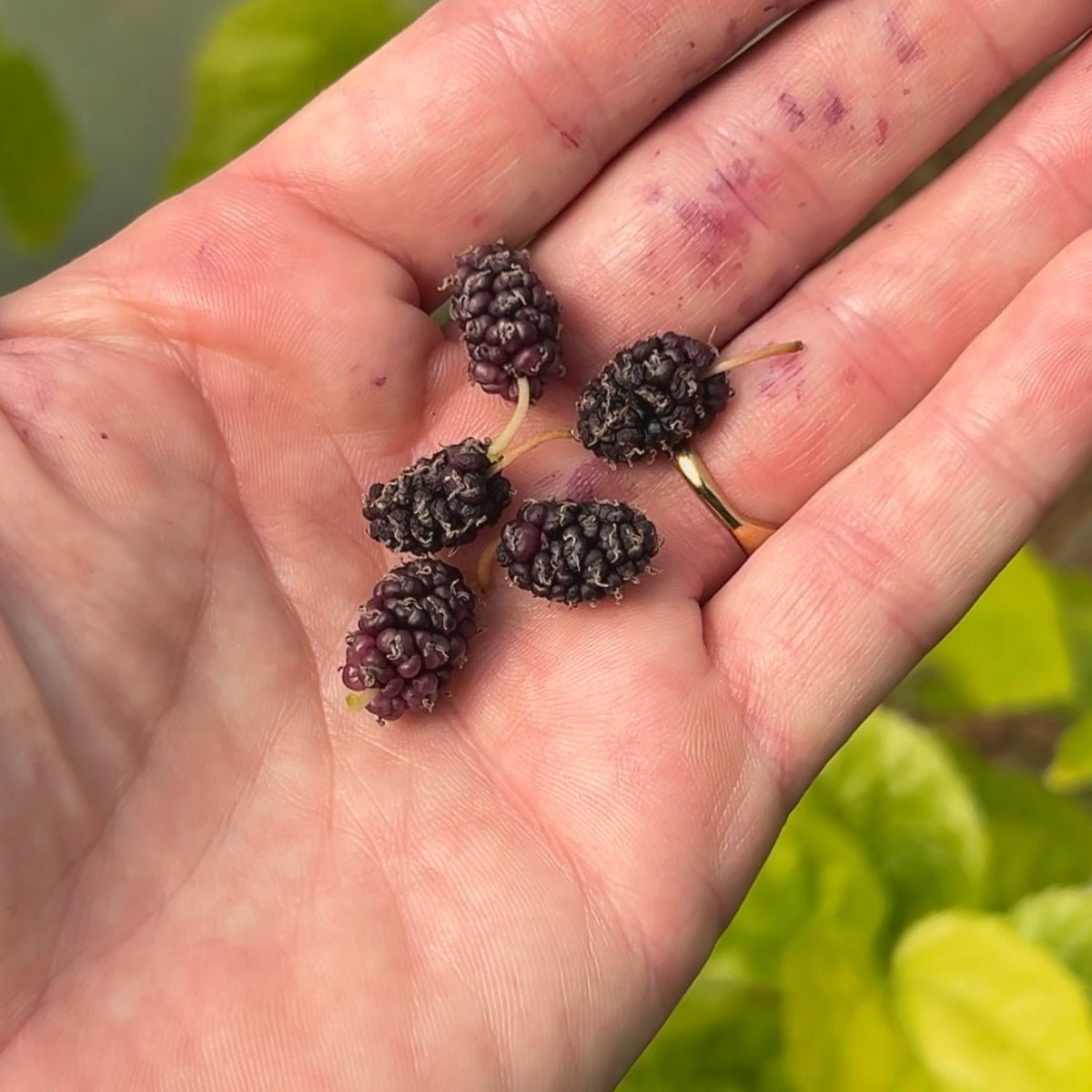 Paradise Mulberry Cutting - Dingdong's Garden