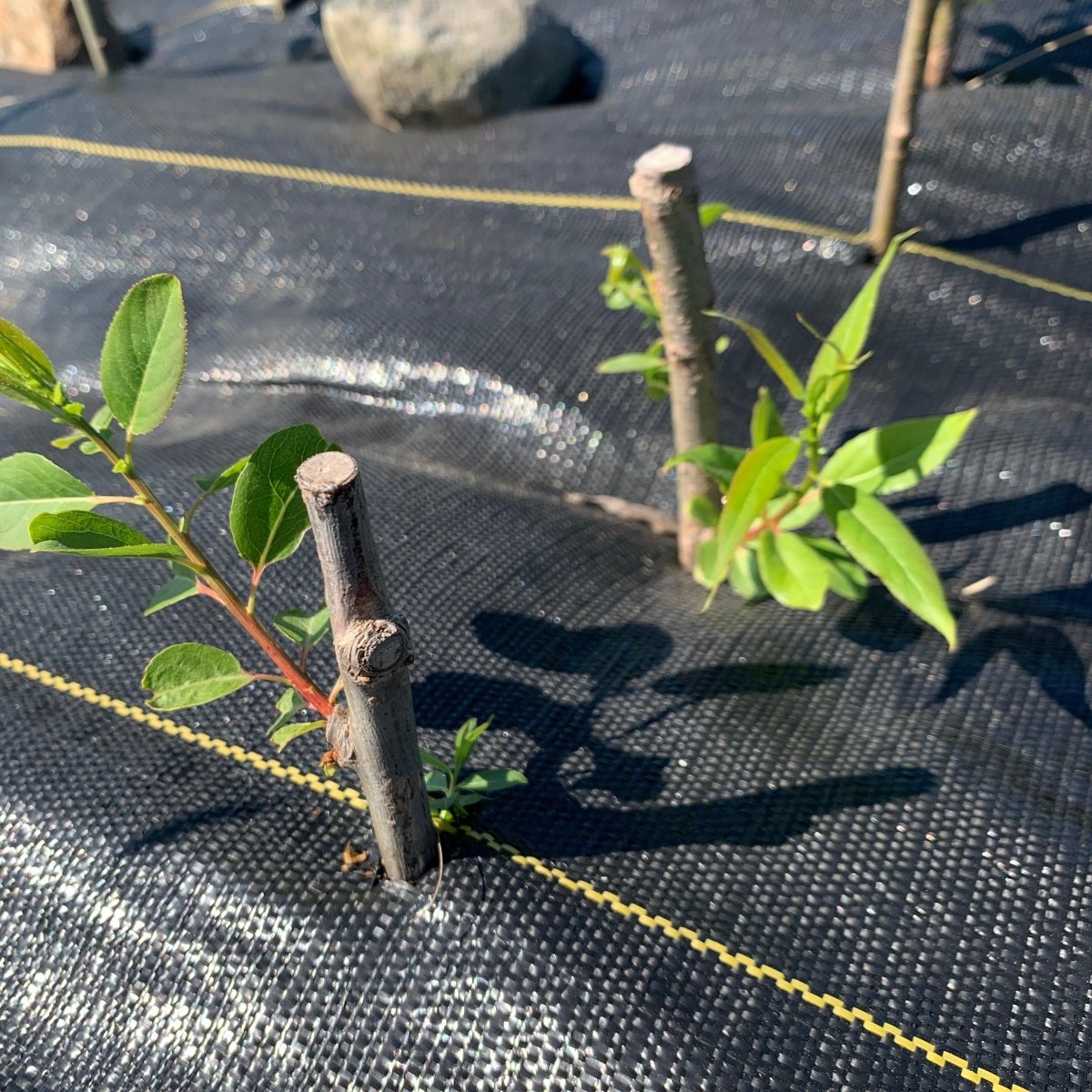 Peach Leaf Willow Cutting - Dingdong's Garden