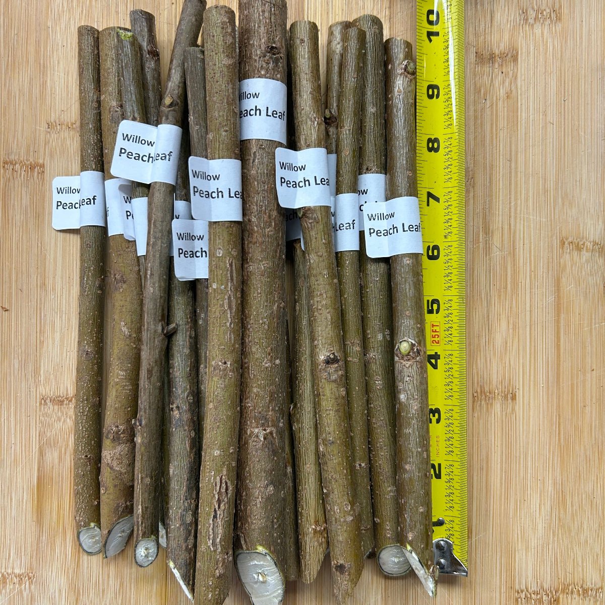Peach Leaf Willow Cutting - Dingdong's Garden