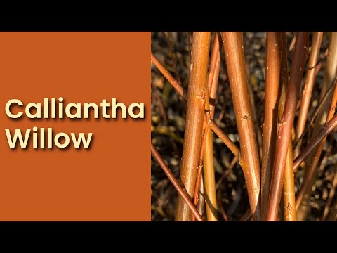 Calliantha Willow Cutting