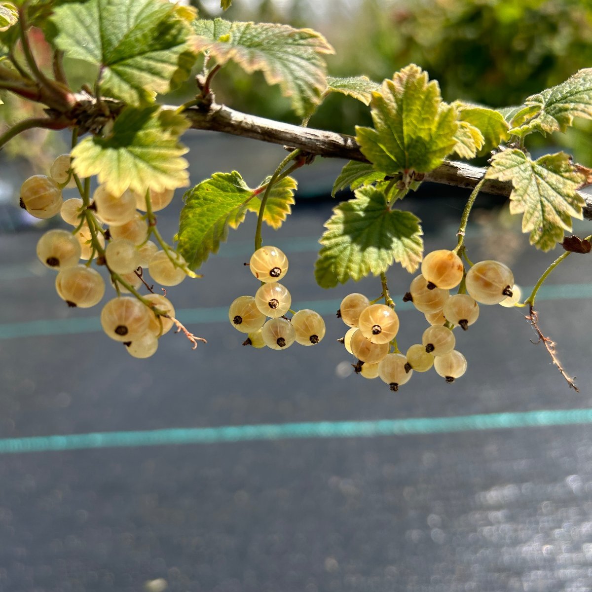 Primus White Currant Cutting - Dingdong's Garden
