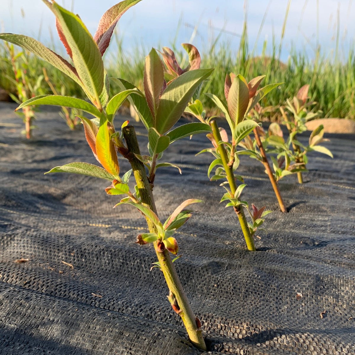 Rabbit's Foot Willow Cutting - Dingdong's Garden