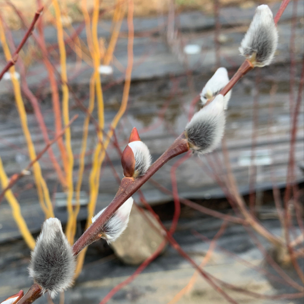 Rabbit's Foot Willow Cutting