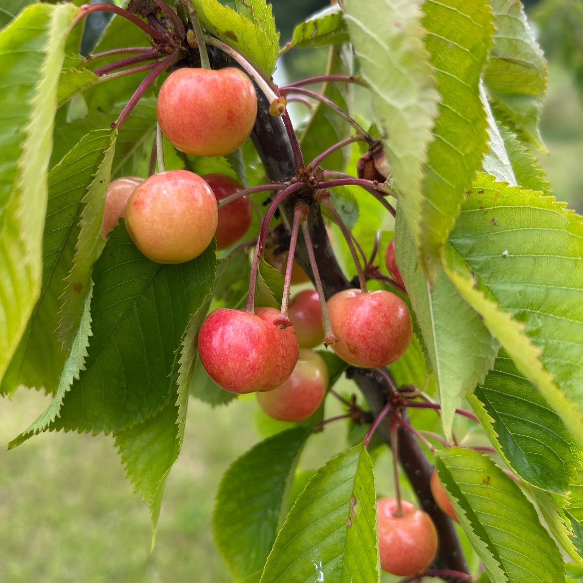 Rainier Cherry Scionwood - Dingdong's Garden