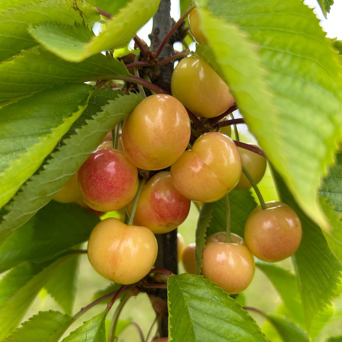 Rainier Cherry Scionwood - Dingdong's Garden