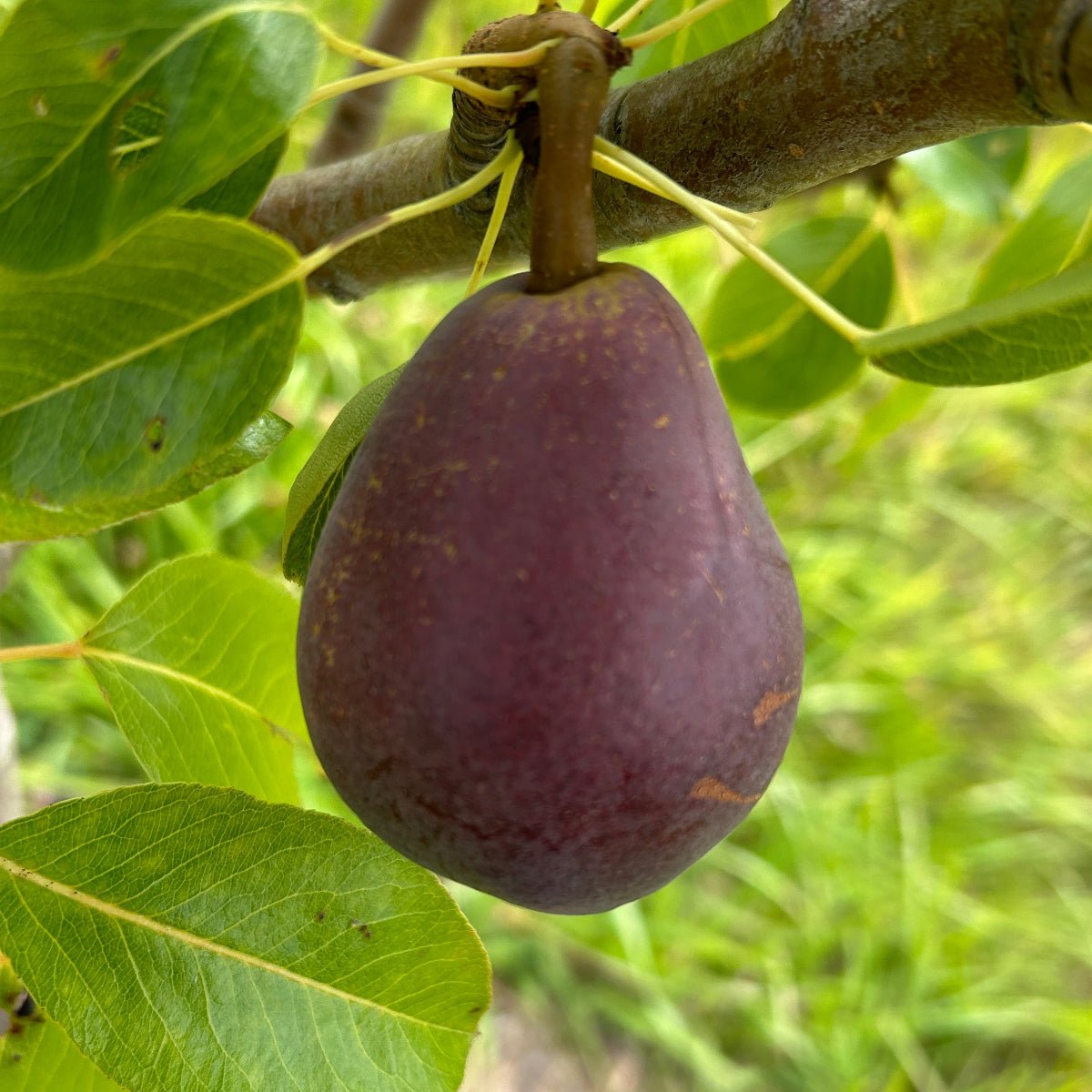 Red Clapp's Pear Scionwood - Dingdong's Garden