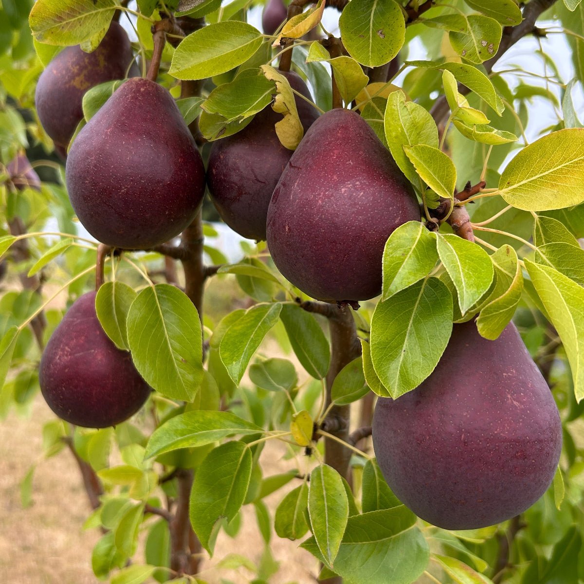 Red Clapp's Pear Scionwood - Dingdong's Garden