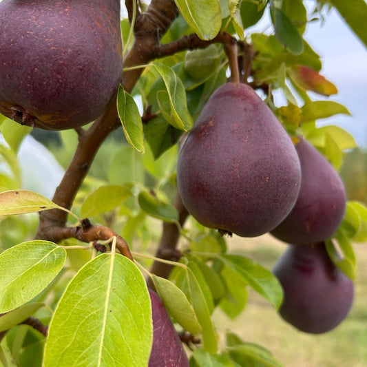 Red Clapp's Pear Scionwood - Dingdong's Garden