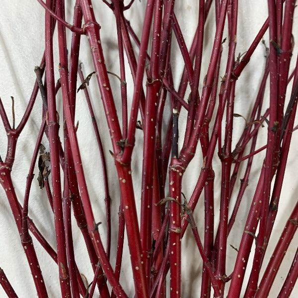 Red Osier, Red Twig Dogwood Cutting - Dingdong's Garden