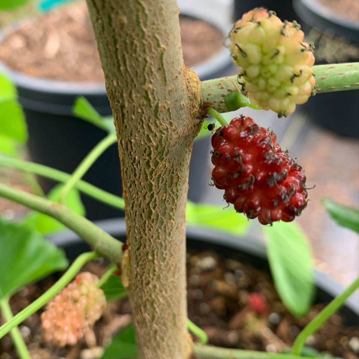 Rupp's Romanian Mulberry Cutting - Dingdong's Garden