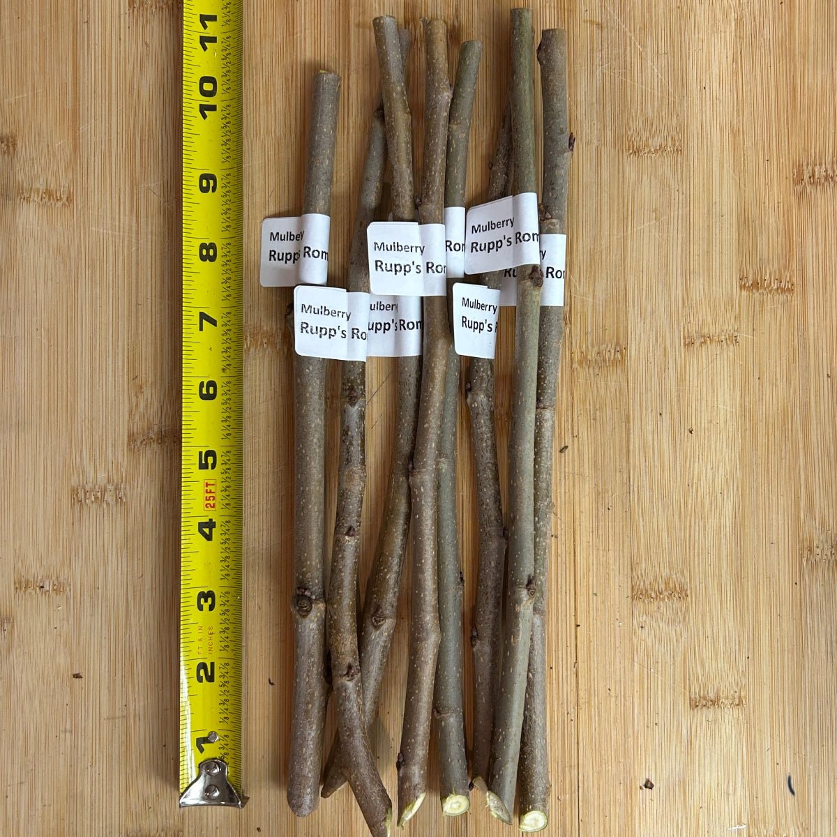 Rupp's Romanian Mulberry Cutting - Dingdong's Garden