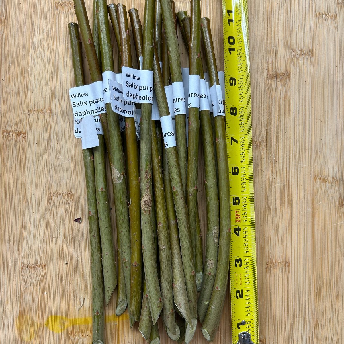 Salix purpurea x daphnoides Willow Cutting - Dingdong's Garden