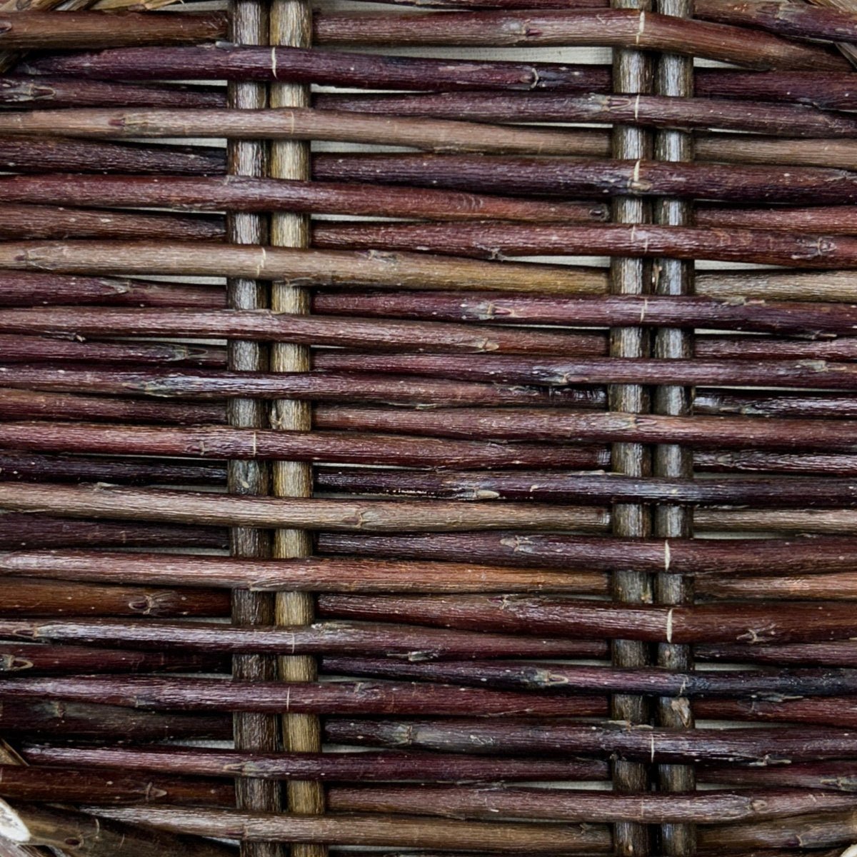Salix purpurea x daphnoides Willow Cutting - Dingdong's Garden