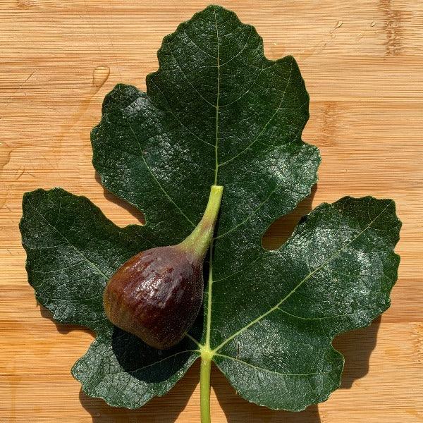 Sal's Fig Cutting - Dingdong's Garden
