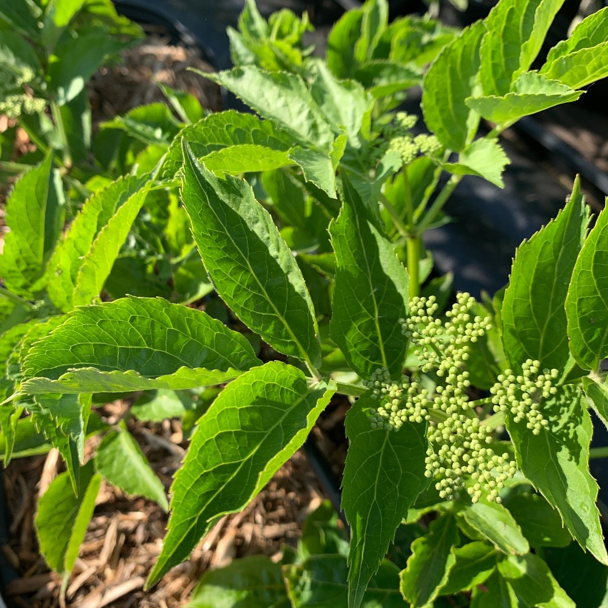 Sampo Elderberry Elderberry Cutting