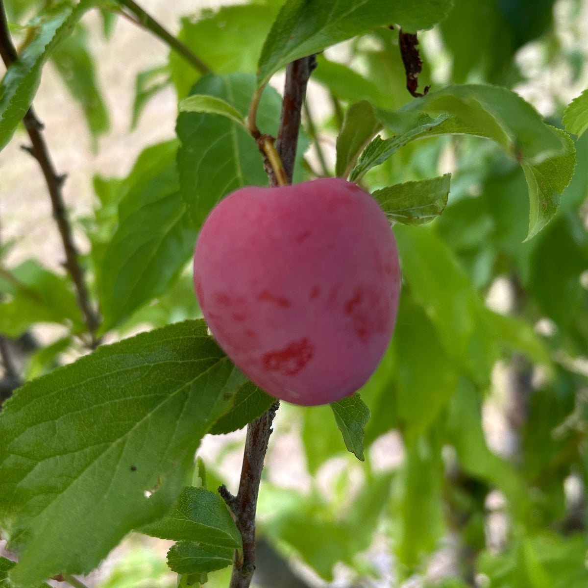 Santa Rosa Plum Scionwood - Dingdong's Garden