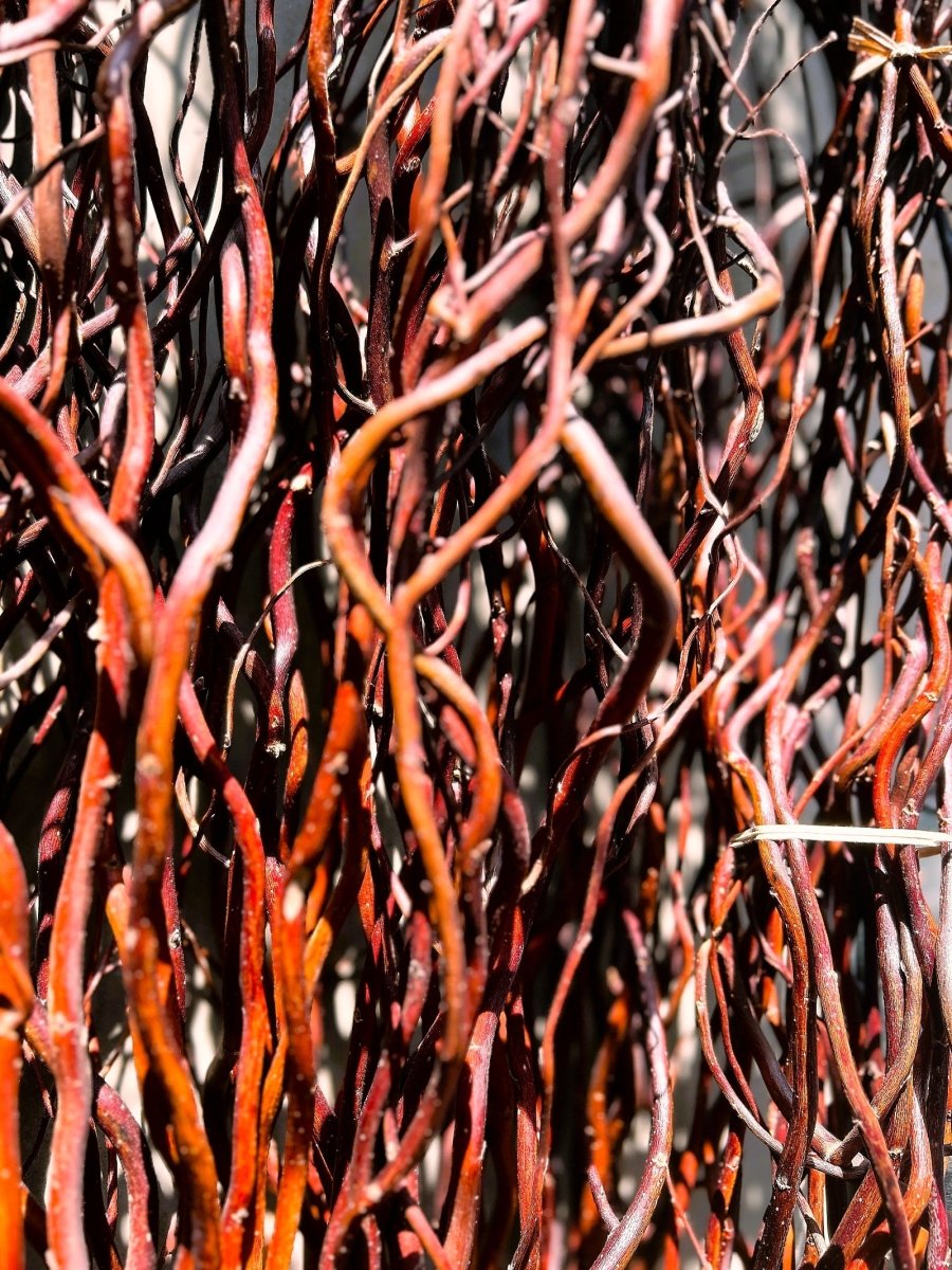 Scarlet Curls Decorative Willow 20 Piece Arrangement - Dingdong's Garden