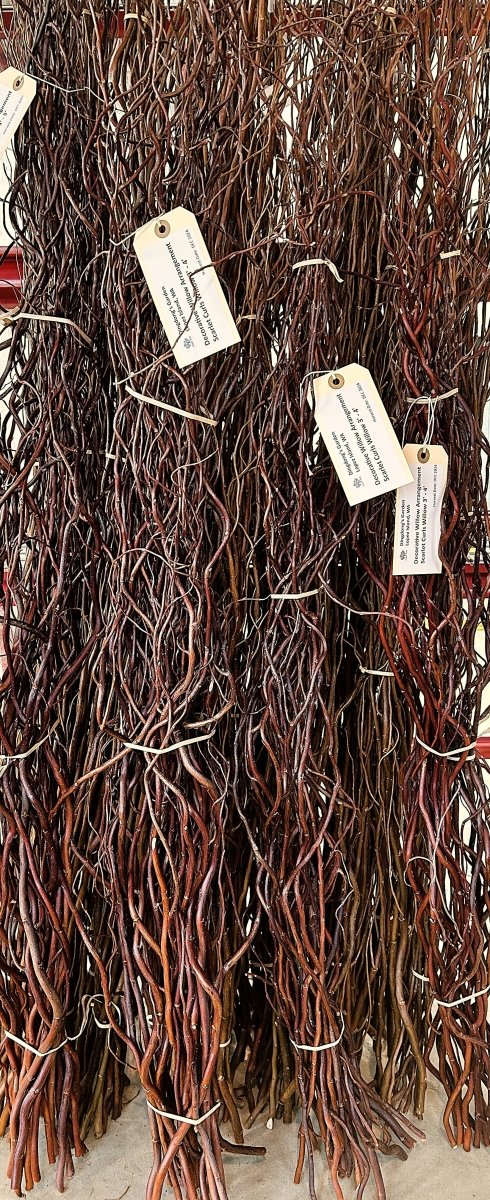 Scarlet Curls Decorative Willow 20 Piece Bundle - Dingdong's Garden