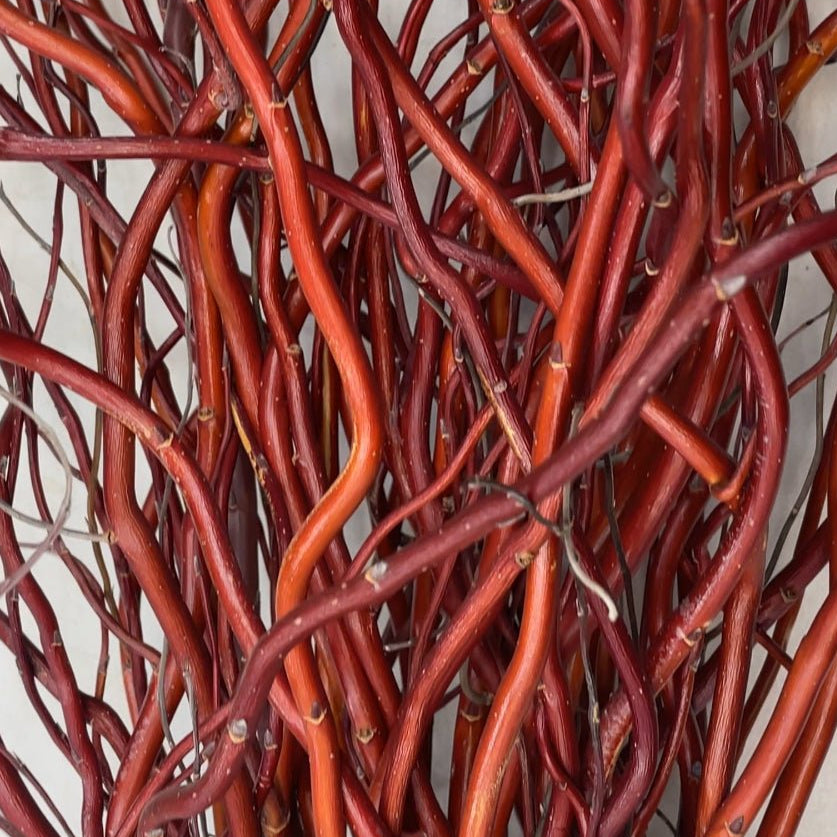 Scarlet Curls Willow Cutting - Dingdong's Garden