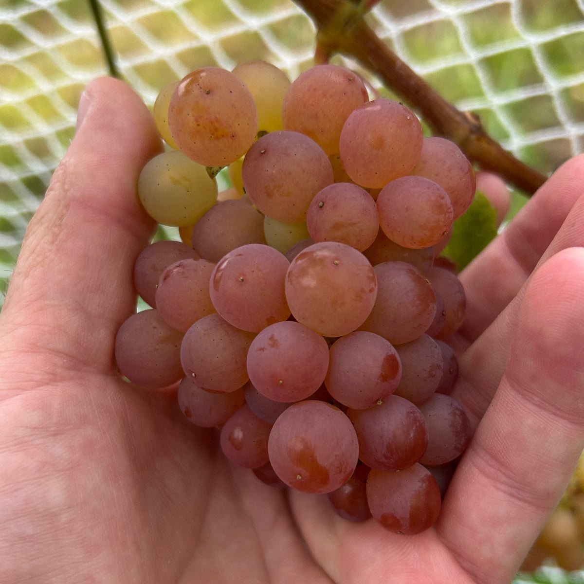 Schonberger Table Grape Cutting - Dingdong's Garden