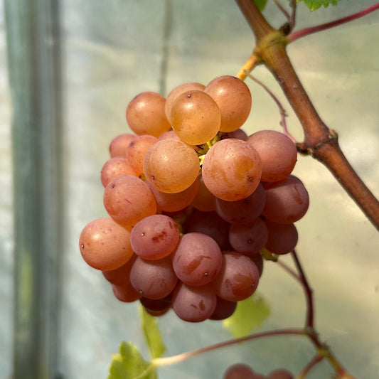 Schonberger Table Grape Cutting - Dingdong's Garden