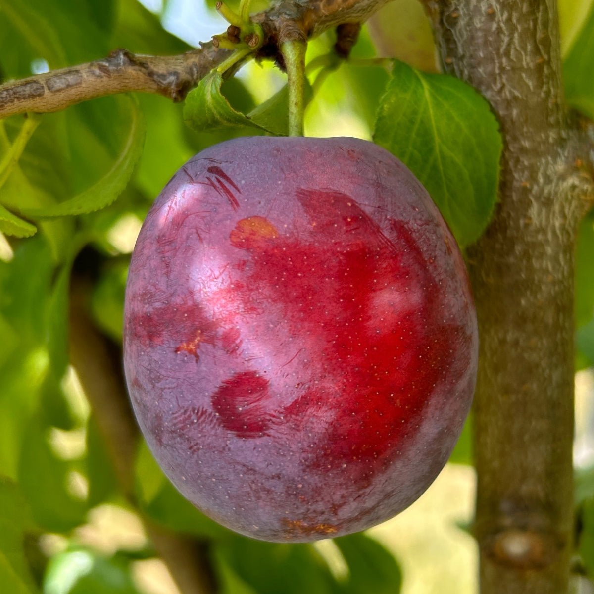 Seneca Plum Scionwood - Dingdong's Garden