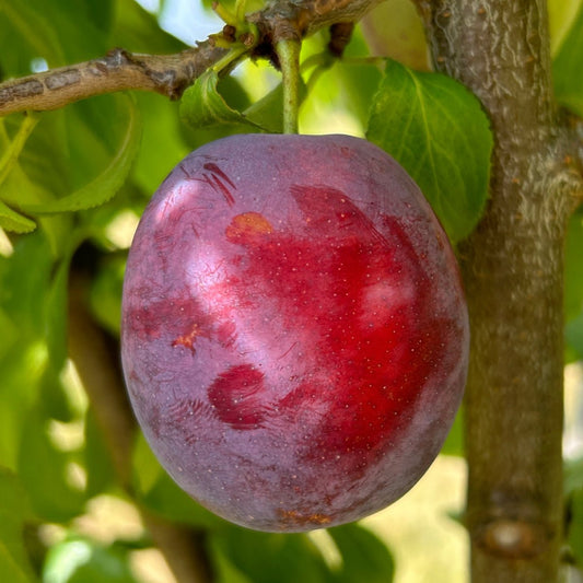 Seneca Plum Scionwood - Dingdong's Garden
