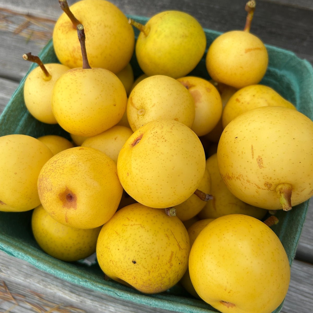 Shinseiki Pear Scionwood - Dingdong's Garden